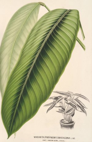 Maranta smaragdina by Charles Antoine Lemaire Oil Painting