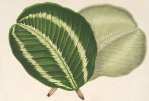 Maranta virginalis by Charles Antoine Lemaire Oil Painting