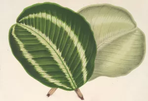 Maranta virginalis by Charles Antoine Lemaire Oil Painting