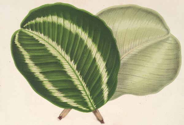 Maranta virginalis  by Charles Antoine Lemaire - Hand-Painted Oil Painting Reproduction