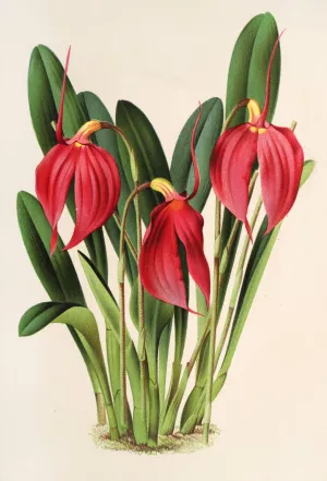 Masdevallia Lindeni, var. Harryana by Charles Antoine Lemaire Oil Painting