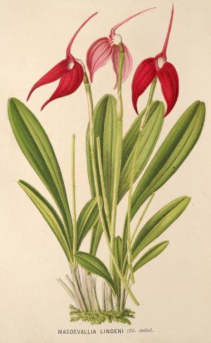 Masdevallia Lindeni by Charles Antoine Lemaire Oil Painting