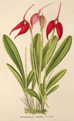 Masdevallia Lindeni by Charles Antoine Lemaire Oil Painting