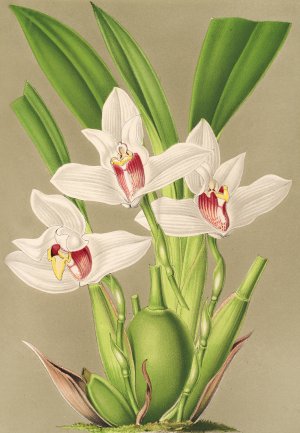 Maxillaria grandiflora by Charles Antoine Lemaire Oil Painting