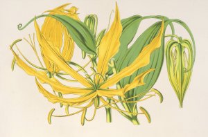 Methonica grandiflora Oil painting by Charles Antoine Lemaire