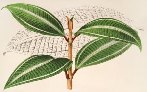 Miconia pulverulenta, v. trifasciata by Charles Antoine Lemaire Oil Painting