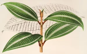 Miconia pulverulenta, v. trifasciata by Charles Antoine Lemaire Oil Painting