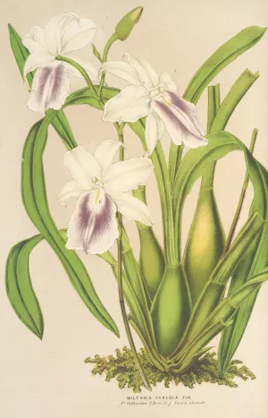 Miltonia cereola by Charles Antoine Lemaire Oil Painting