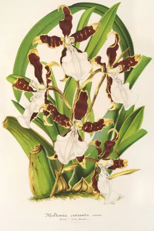 Miltonia cuneata Oil painting by Charles Antoine Lemaire