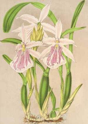 Miltonia rosea Oil painting by Charles Antoine Lemaire