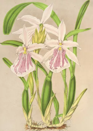 Miltonia rosea Oil painting by Charles Antoine Lemaire