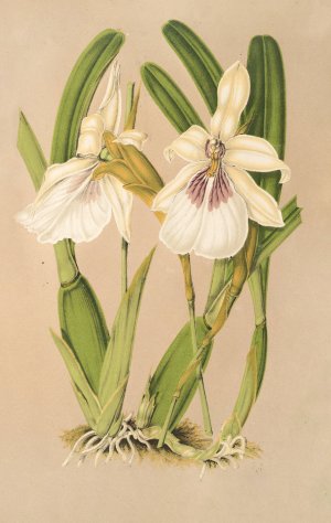 Miltonia spectabilis, var. virginalis by Charles Antoine Lemaire Oil Painting
