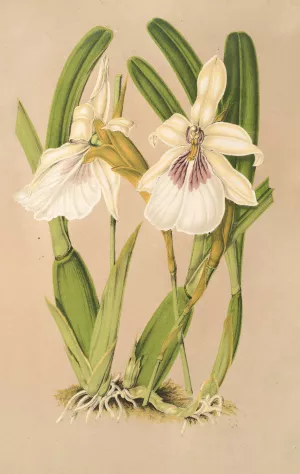 Miltonia spectabilis, var. virginalis by Charles Antoine Lemaire Oil Painting