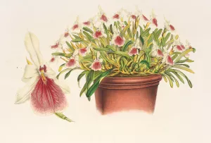 Miltonia spectabilis Oil painting by Charles Antoine Lemaire