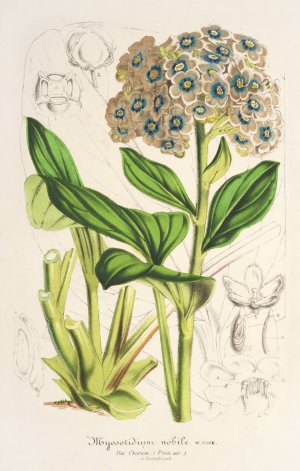 Myosotidium nobile by Charles Antoine Lemaire Oil Painting
