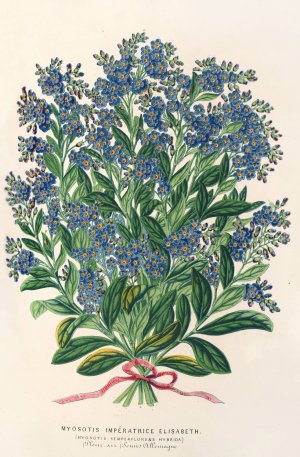 Myosotis Imperatrice Elisabeth by Charles Antoine Lemaire Oil Painting