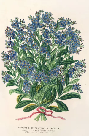 Myosotis Imperatrice Elisabeth Oil painting by Charles Antoine Lemaire