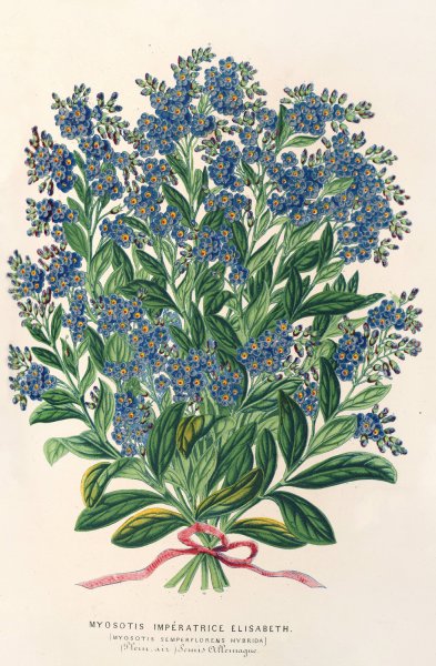 Myosotis Imperatrice Elisabeth  by Charles Antoine Lemaire - Hand-Painted Oil Painting Reproduction