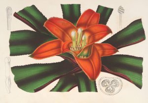 Nidularium Innocentii Oil painting by Charles Antoine Lemaire
