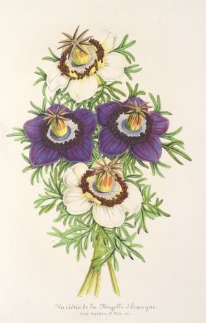 Nigella Hispanica by Charles Antoine Lemaire Oil Painting
