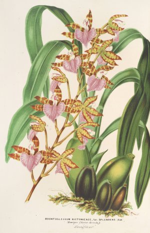 Odontoglossum bictoniense Oil painting by Charles Antoine Lemaire