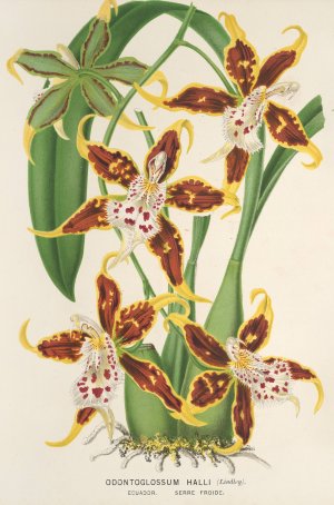 Odontoglossum Halli by Charles Antoine Lemaire Oil Painting