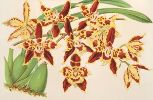 Odontoglossum luteo-purpureum, var. sceptrum Oil painting by Charles Antoine Lemaire