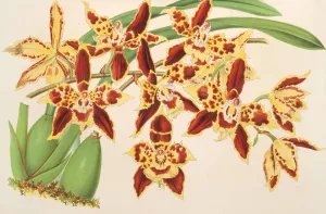 Odontoglossum luteo-purpureum, var. sceptrum by Charles Antoine Lemaire Oil Painting