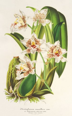 Odontoglossum maxillare Oil painting by Charles Antoine Lemaire