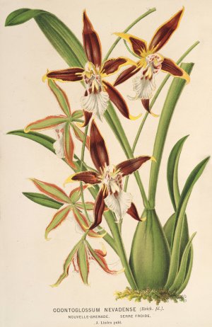 Odontoglossum nevadense by Charles Antoine Lemaire Oil Painting