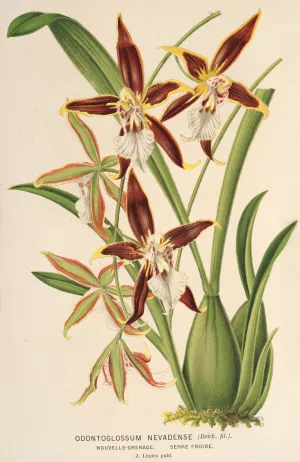 Odontoglossum nevadense by Charles Antoine Lemaire Oil Painting