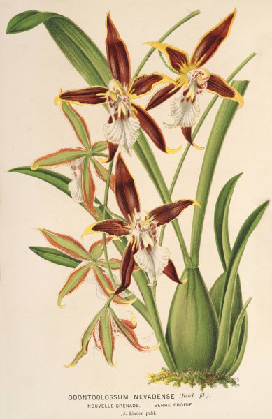 Odontoglossum nevadense  by Charles Antoine Lemaire - Hand-Painted Oil Painting Reproduction