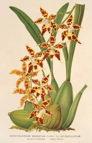 Odontoglossum odoratum, var. latima-culatum by Charles Antoine Lemaire Oil Painting