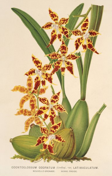 Odontoglossum odoratum, var. latima-culatum  by Charles Antoine Lemaire - Hand-Painted Oil Painting Reproduction