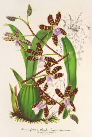 Odontoglossum Reichenheimii Oil painting by Charles Antoine Lemaire