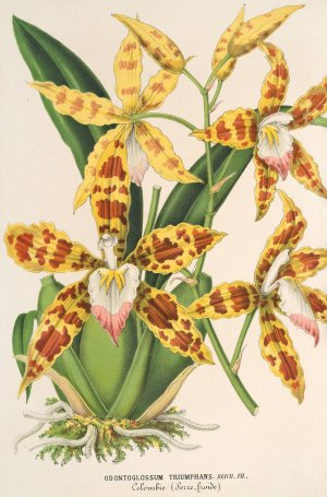 Odontoglossum triumphans Oil painting by Charles Antoine Lemaire