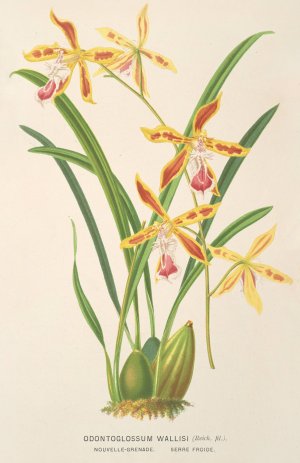 Odontoglossum Wallisii by Charles Antoine Lemaire Oil Painting
