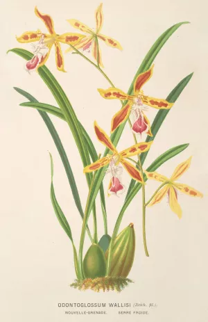 Odontoglossum Wallisii by Charles Antoine Lemaire Oil Painting