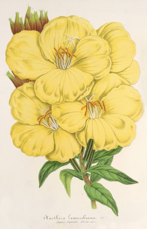 OEnothera Lamarckiana Oil painting by Charles Antoine Lemaire