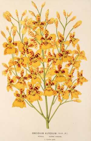 Oncidium aurosum Oil painting by Charles Antoine Lemaire