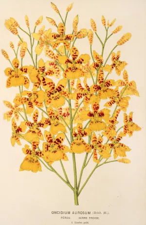 Oncidium aurosum by Charles Antoine Lemaire Oil Painting