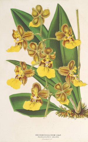 Oncidium bicallosum by Charles Antoine Lemaire Oil Painting