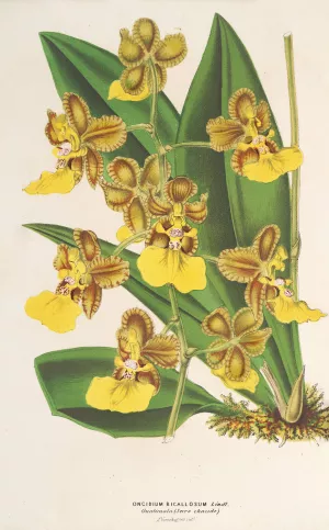 Oncidium bicallosum by Charles Antoine Lemaire Oil Painting
