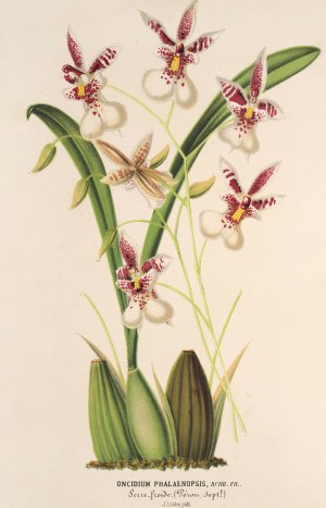 Oncidium Phalaenopsis by Charles Antoine Lemaire Oil Painting