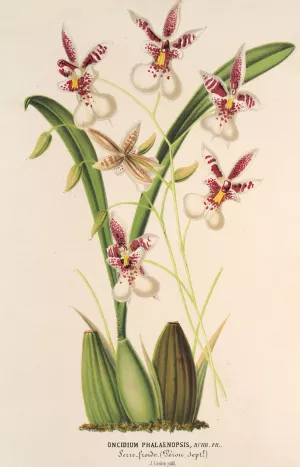 Oncidium Phalaenopsis by Charles Antoine Lemaire Oil Painting