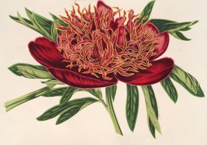 Paeonia officicinalis var. aureo-limbata by Charles Antoine Lemaire Oil Painting