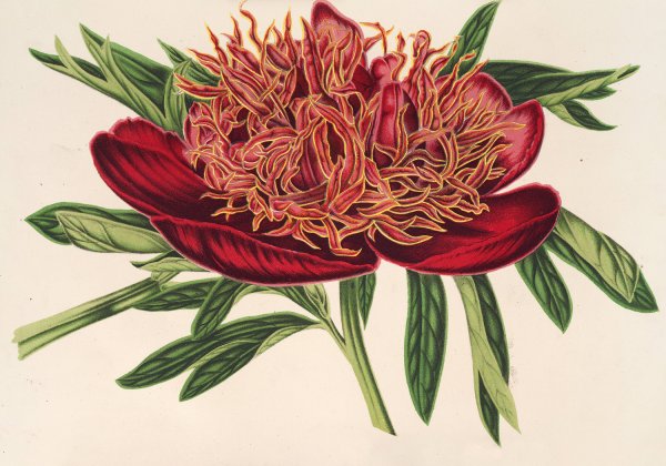 Paeonia officicinalis var. aureo-limbata  by Charles Antoine Lemaire - Hand-Painted Oil Painting Reproduction