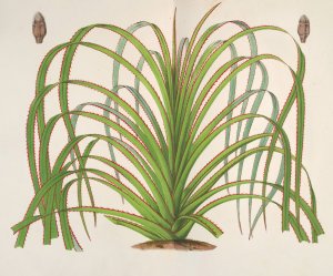 Pandanus Mauritianus by Charles Antoine Lemaire Oil Painting