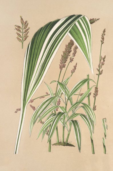 Panicum plicatum, fol. niveo-vittatis  by Charles Antoine Lemaire - Hand-Painted Oil Painting Reproduction