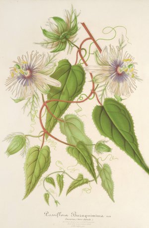 Passiflora Baraquiniana Oil painting by Charles Antoine Lemaire